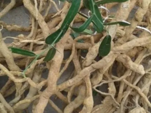 Thực hư tin đồn về loại "cây thần dược”, tiêu diệt được 5 dòng tế bào ung thư