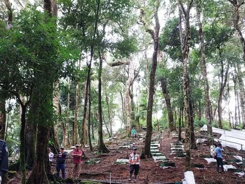 Rao bán giống giả sâm Ngọc Linh rẻ gấp 10 lần để trục lợi