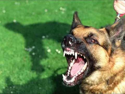 Đồng Nai: Thêm một ca tử vong do bị chó dại cắn