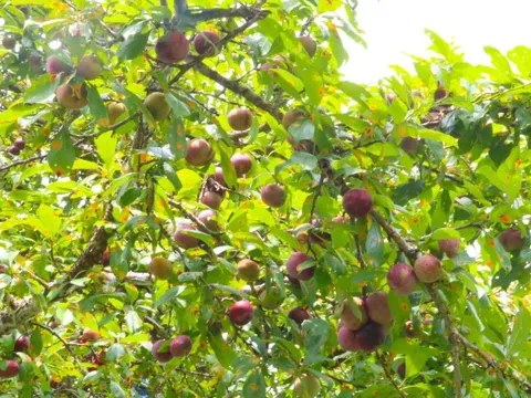 Hà Giang có một loại quả đặc sản thơm ngon đặc biệt, khi bổ có nước chảy ra đỏ như máu