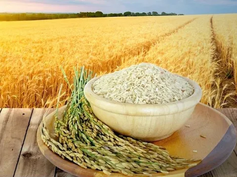 Thị trường gạo toàn cầu chuẩn bị đón làn sóng thỏa thuận liên chính phủ sau lệnh cấm của Ấn Độ