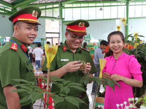 Phát hiện 2 kg sâm Ngọc Linh nghi giả chuẩn bị tuồn vào hội chợ