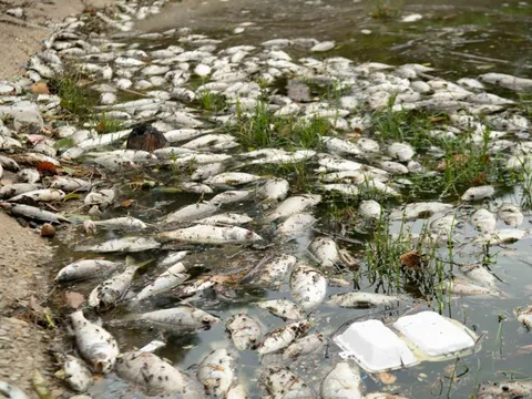 Cá chết trắng mặt hồ Linh Đàm