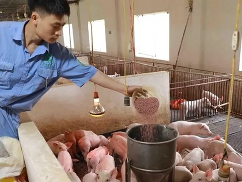 Sắp có 'van điều tiết' giá thức ăn chăn nuôi