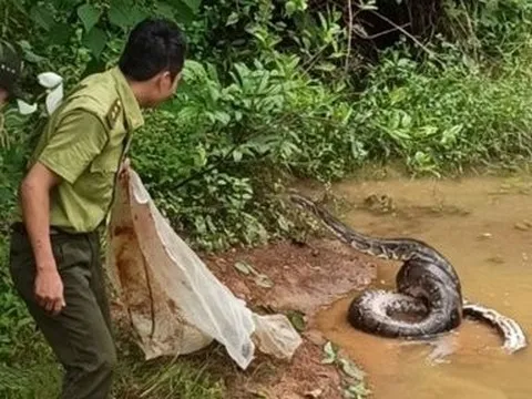 Đồng Nai: Cá thể trăn đất nặng 42kg được thả về rừng