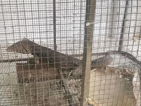 Bán kỳ đà, 2 vợ chồng bị phạt đến hơn nửa tỉ đồng