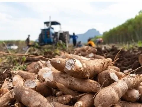 Chỉ trong nửa đầu năm, Nhật Bản tăng nhập khẩu loại nông sản này của Việt Nam hơn 700%, là mặt hàng Việt Nam xuất khẩu đứng thứ 2 thế giới
