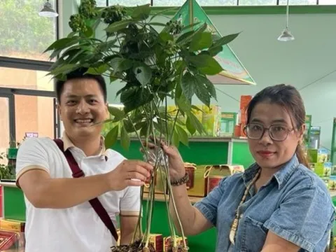 Cây sâm Ngọc Linh đắt kỷ lục, bán gần 870 triệu đồng