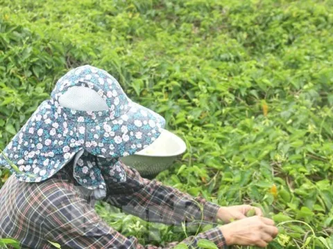 Nông dân thu nhập cao từ loại hoa có tên gọi xinh đẹp