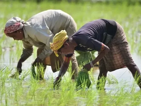 Giá gạo tăng phi mã, chính phủ Thái Lan bất ngờ yêu cầu nông dân hạn chế trồng lúa vì lý do này