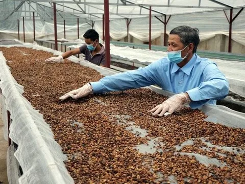 Giá cao, xuất khẩu cà phê của Việt Nam vẫn gặp khó - tháo gỡ cách nào?