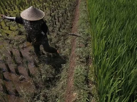 Các quốc gia Đông Nam Á đối phó với khủng hoảng gạo: Indonesia chuẩn bị 500.000 ha trồng lúa, Việt Nam tận dụng cơ hội xuất khẩu chưa từng có