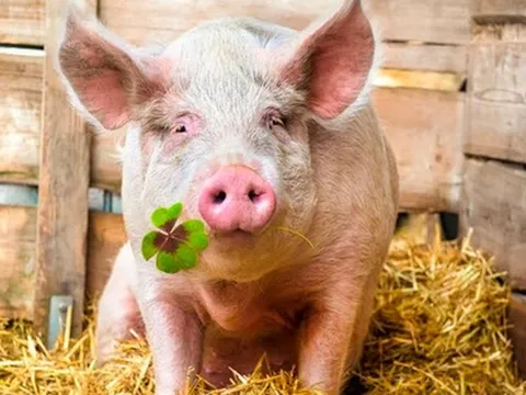 Giá heo tăng 33% vẫn chưa thấm tháp, “đại gia” nuôi heo như Dabaco, BAF, HAGL lãi nhờ mua bán tài sản khác