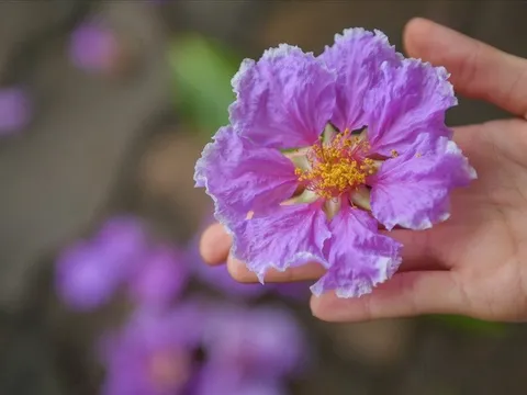 Tinh thần giải cứu “rõ đến đâu xử lý đến đó” lên cao, cổ phiếu bất động sản tăng mạnh, VinGroup, Novaland, TCH, HPX kịch trần