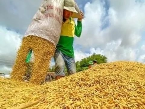 Hỏa tốc đề nghị doanh nghiệp không mua gom gạo ồ ạt làm giá tăng bất hợp lý