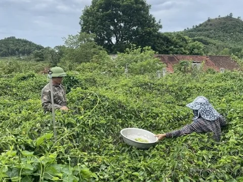 Người dân kiếm tiền triệu nhờ trồng hoa giải nhiệt được mùa, được giá