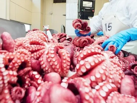 Một loại hải sản của Việt Nam được người Anh mê tít, nhập khẩu 6 tháng đầu năm tăng nóng gần 800% về lượng và 700% về giá trị