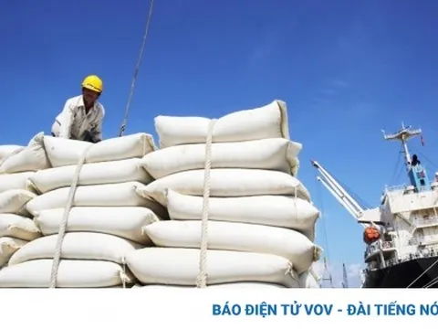 Giá gạo liên tục tăng, doanh nghiệp và đại lý chỉ dám "ôm" cầm chừng