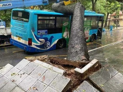 Cổ thụ đường kính hơn 1 m bất ngờ bật gốc đè trúng xe buýt đang chạy