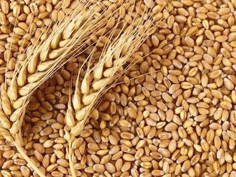 Giá lương thực toàn cầu có thể tăng 10 đến 15%