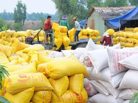 Thủ tướng: Xử lý nghiêm các trường hợp trục lợi, đẩy giá lúa gạo lên cao