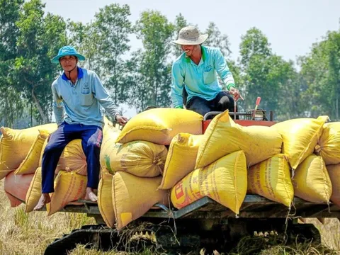 Nhiều nước cấm xuất khẩu, Việt Nam thu hàng tỷ USD từ gạo liệu có nên ‘thừa thắng xông lên’?