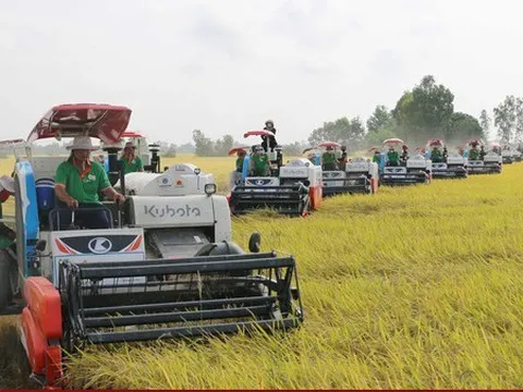 Lượng tồn kho thóc ở doanh nghiệp trong nước dồi dào