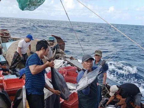 Lý do một ngư dân cứ ra khơi là thu về tiền tỷ