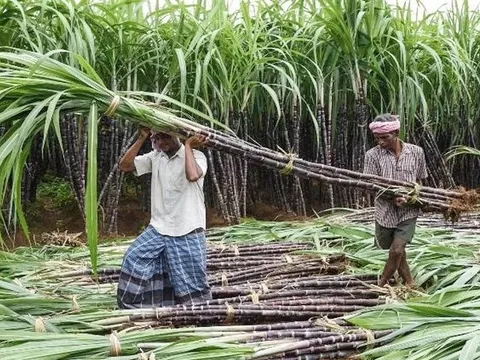 Sau gạo, một mặt hàng nông sản khác rất có thể rơi vào vòng xoáy bão giá do ảnh hưởng từ lệnh cấm xuất khẩu của Ấn Độ