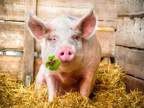 Giá heo bật tăng khi Trung Quốc “đối mặt” rủi ro mưa lũ lớn, cổ phiếu Dabaco, HAGL…. bật trần, thanh khoản kỷ lục lên hàng chục triệu đơn vị