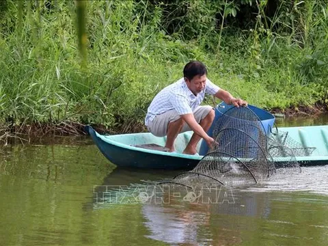 Giá tôm ở Kiên Giang giảm sâu