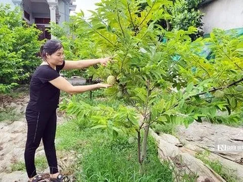 Hải Phòng: Một xã có hàng chục tỷ phú nhờ trồng na