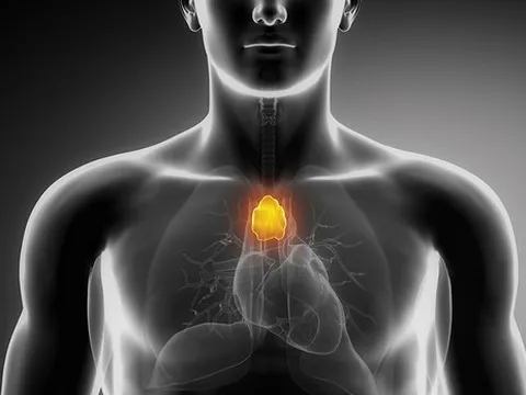 Phát hiện mới về tuyến ức