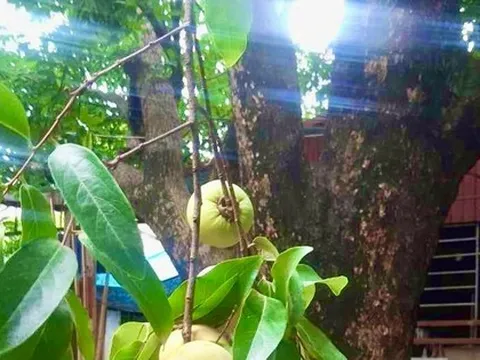 Thị thơm 'cô Tấm' xuống phố, gần 200.000 đồng/cành vẫn được săn đón