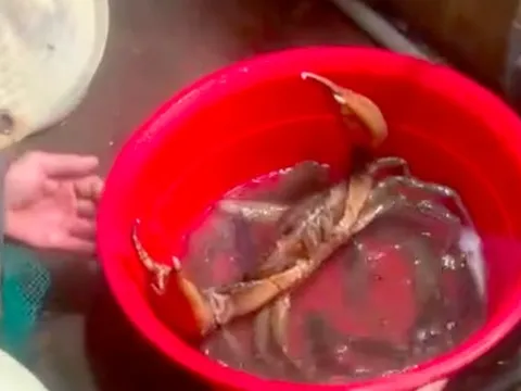 Mức giá không ngờ của con cua biển 'khổng lồ' 1,7kg ở Sóc Trăng