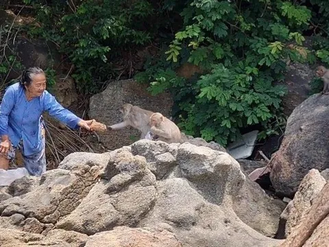 Đặt bẫy, trộn thuốc mê để đưa đàn khỉ quý hiếm về rừng