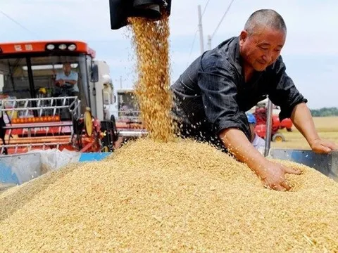 Vựa lúa của Trung Quốc bị ‘nứt’