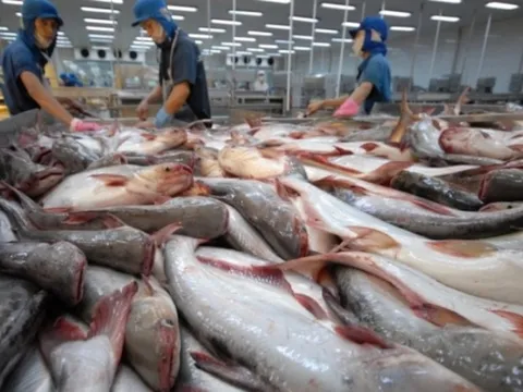 Xuất khẩu cá tra đạt 1 tỉ USD trong 7 tháng