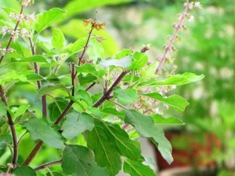 Loại cây được ví là ‘nữ hoàng thảo mộc’, lấy pha trà nhận cả loạt lợi ích: Rất quen với người Việt