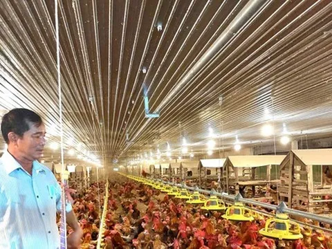 Thành tỷ phú nhờ nuôi gà công nghệ cao