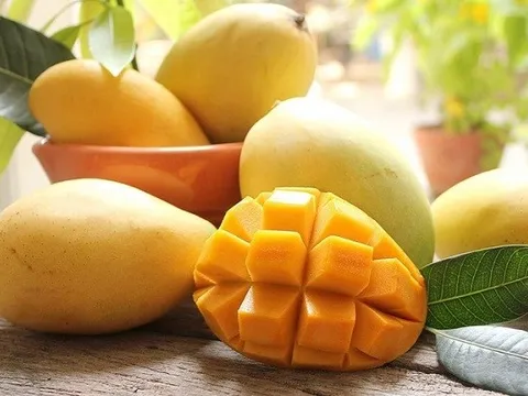 Xoài cát Hòa Lộc tăng giá gấp 2-4 lần