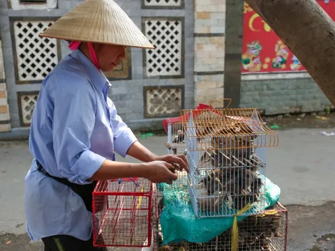 "Công nghệ" phóng sinh