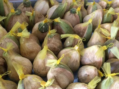 Một loại quả của Việt Nam đứng thứ 4 về tổng giá trị trên thị trường thế giới chính thức được Mỹ nhập khẩu