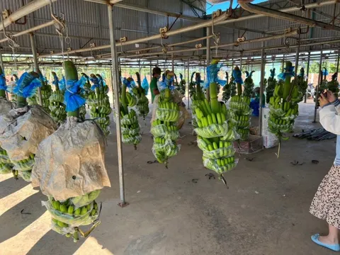 Hoàng Anh Gia Lai được tái cấp tín dụng hạn mức 500 tỷ đồng