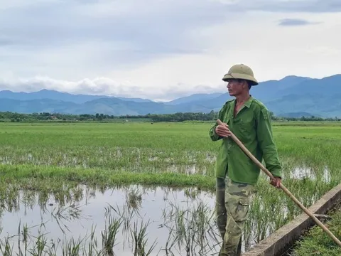 Quảng Bình: Lý do nông dân chọn thợ hồ, bỏ hoang hơn 6000 ha đất lúa