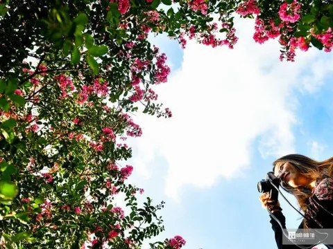 Người dân thích thú check-in trong mùa tường vi nở rộ