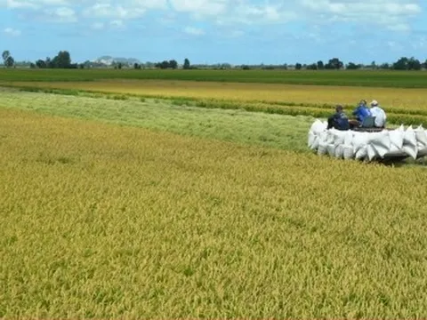 Tăng 50.000 ha trồng lúa là phản ứng linh hoạt để chớp thời cơ xuất khẩu gạo