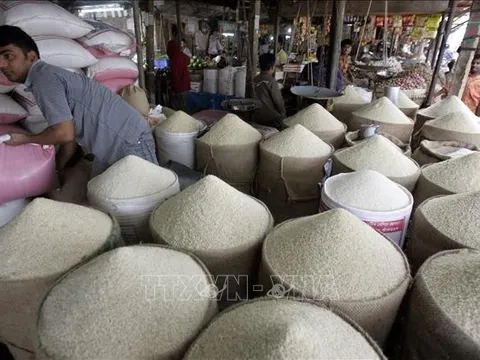 Những 'cơn gió ngược' trên thị trường gạo thế giới