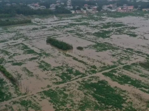 Giá gạo toàn cầu có thể tăng cao vì lũ lụt ở Trung Quốc