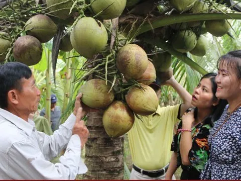 Giá dừa tăng gấp 3 sau thông tin được xuất khẩu Mỹ